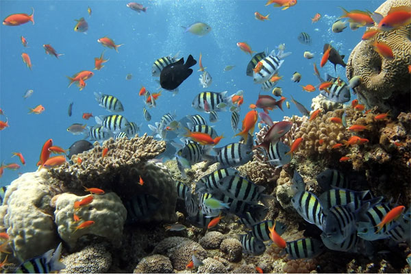 [Corals. Photo Credit:Pixabay]