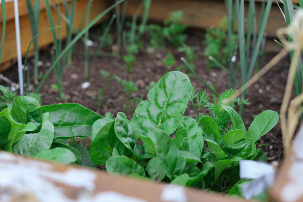 [Fresh Spinach from Urban Gardening. Photo Credit to Unsplash]