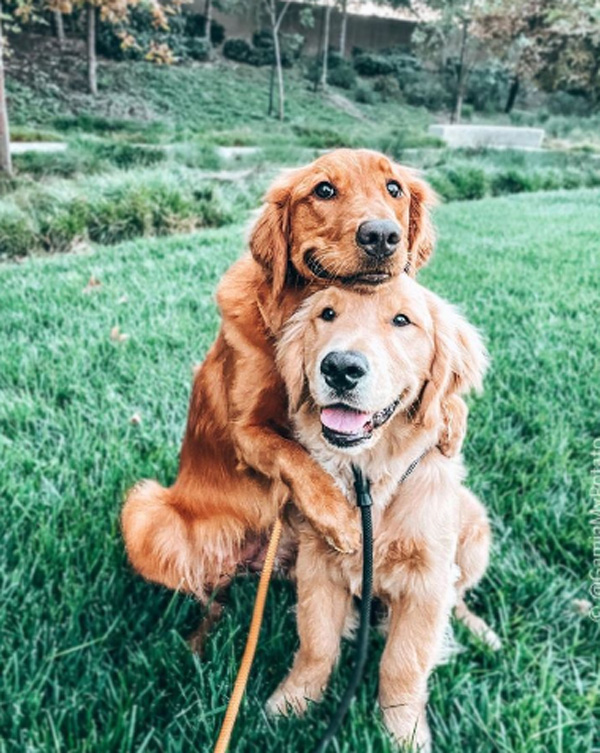 [Gamja and Chip, golden retrievers, hugging for a photo. Photo Credit to Anthony Kim]