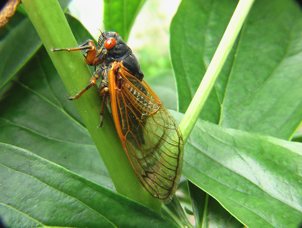 [Cicadas. Photo Credit to Pixabay]