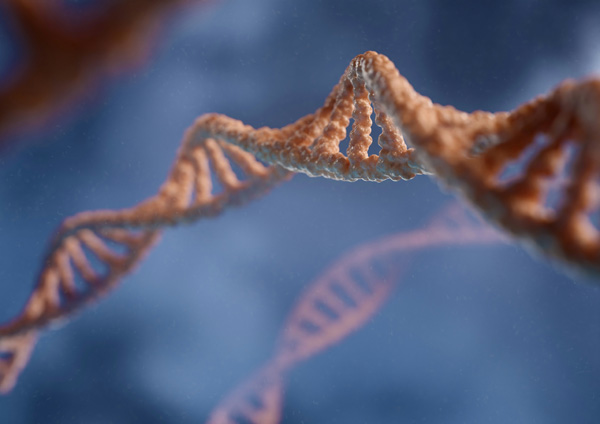 Compact “gene scissor” enables effective genome editing